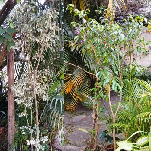 2 árvores ficus verde e ficus benjamina