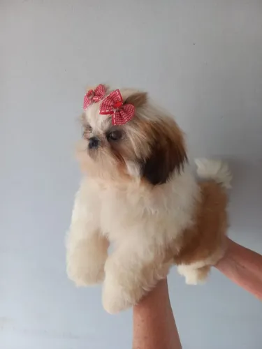 Femea de shih-tzu a pronta entrega