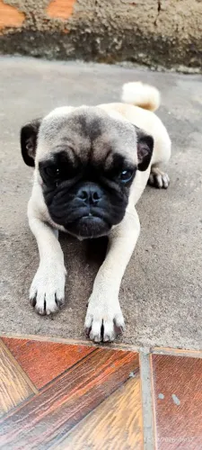 Vendo filhote Pug , fêmea