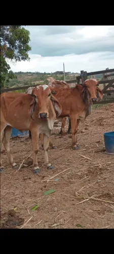 Novilhas Gir puras