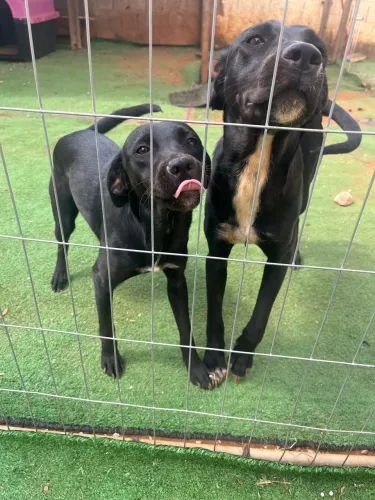 Adoção pet