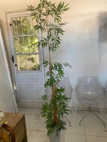Planta bambu