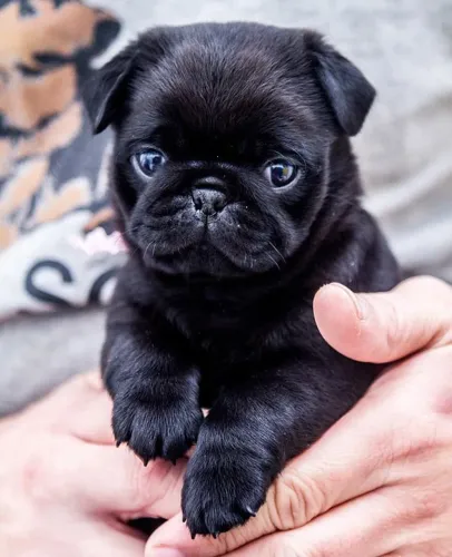 Pug macho 