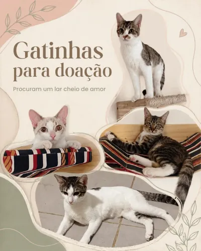 Filhote Gata Fêmea Precisam de um Lar <3