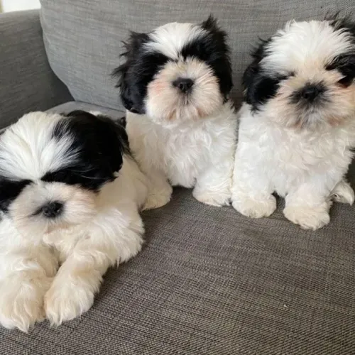 Filhotes de Shih Tzu | Pequenos encantadores demais!