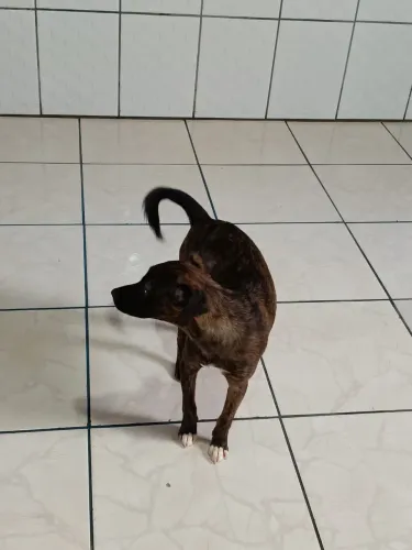 Doação de 2 cadelinhas