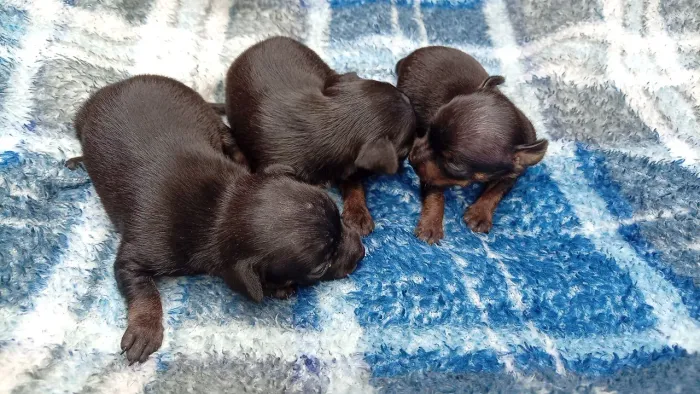 Pinscher miniatura número 1