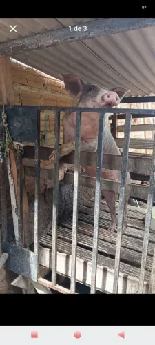 Porco
