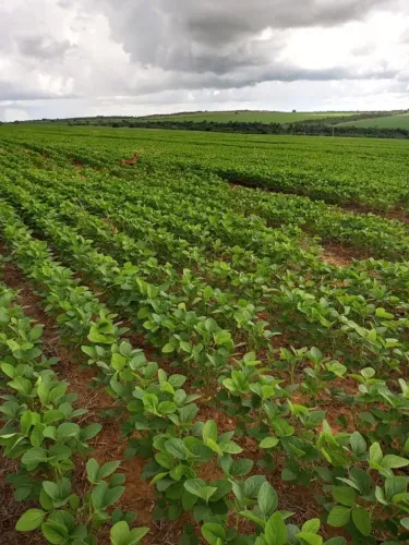Fazenda para Venda em Formoso, Formoso