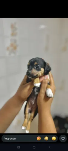 Vendo cachorro pinscher