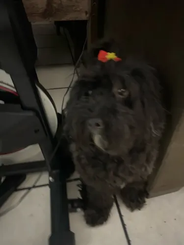 Vendo maltês fêmea