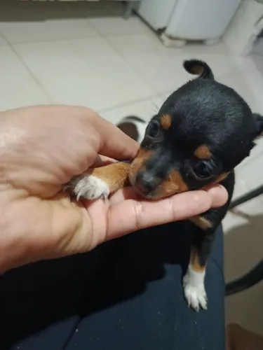 VENDO CACHORRO PINSCHER FÊMEA N1 ORIGINAL