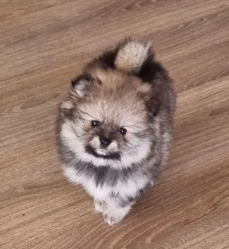 Spitz alemão fêmea