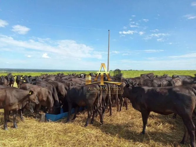 Fazenda para Venda na Região de Bela Vista - MS