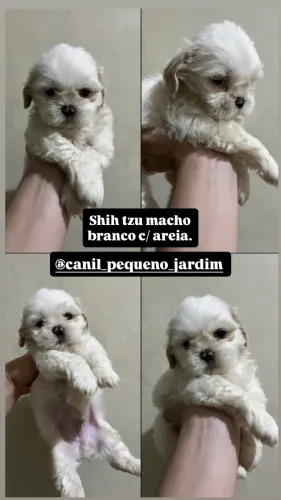 Shih tzu branco com areia
