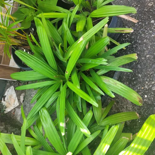 Plantas para casa e jadis cada um pó 45,00