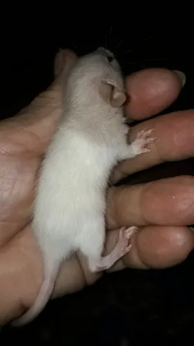 Twiister dumbos filhotes