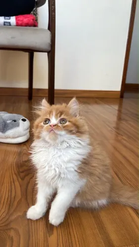 Vendo gata persa