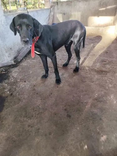 Dogue alemão disponível para adoção 
