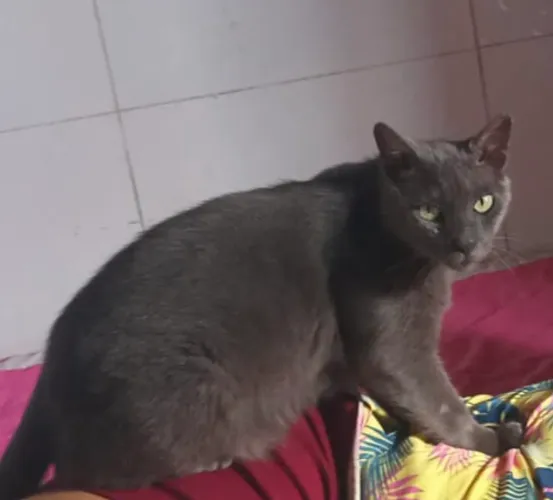 Lindo gato cinza para adoção responsável 