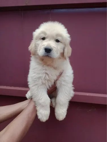 Golden retriever com tudo incluso