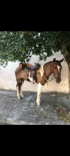 Égua mangalarga mineira 