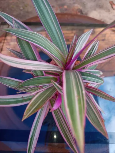 Planta Tradescantia tricolor.Muda no vaso plástico de 10cm.