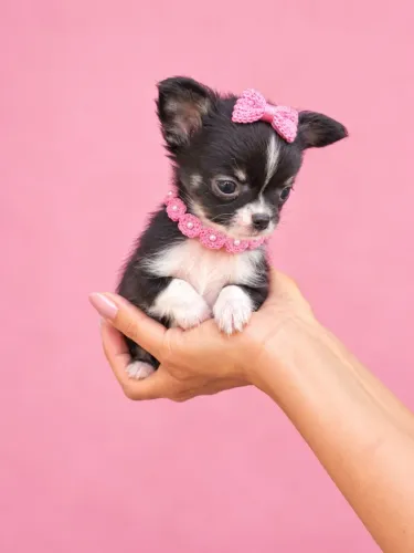 Chihuahua femeas bicolor pelo longo pedigree