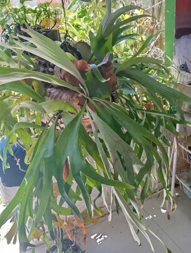 Vendo chifre de veado uma planta linda