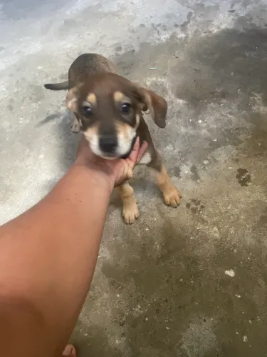 Vende- este cachorro labrador