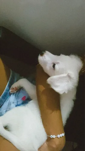 Doa-se cachorra! 