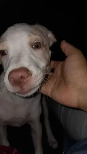 Doando uma cachorra 