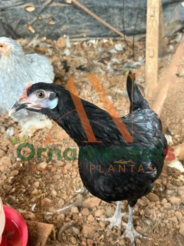 Casal de Cara de Palhaço (Espanhola de Face Branca)