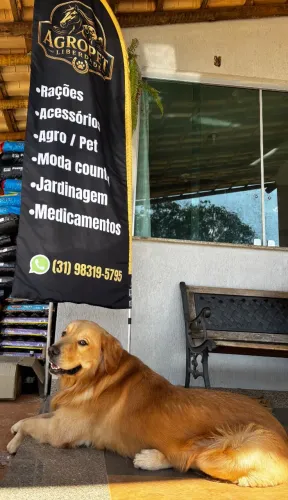 Golden retriver para cobertura