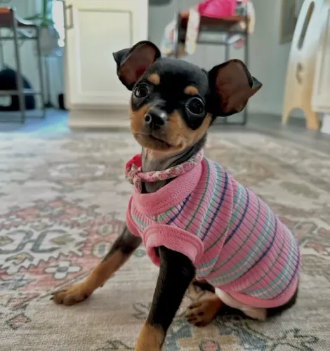 Pinscher com 75 dias com suporte veterinário