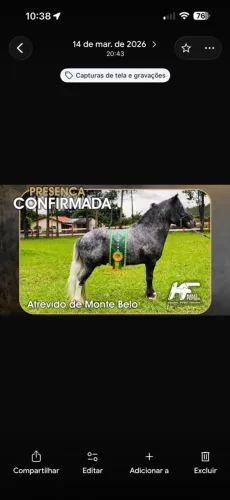 Cavalo pôneis