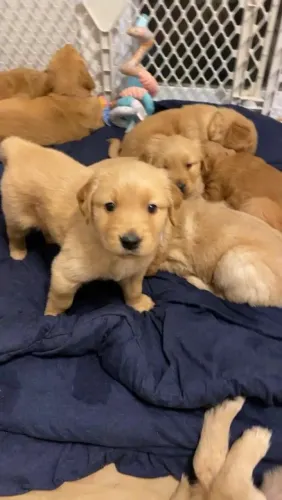 Golden