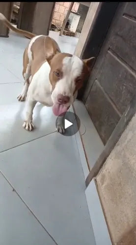 Doação pitubul macho