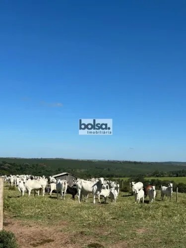 Fazenda montada Bauru - SP