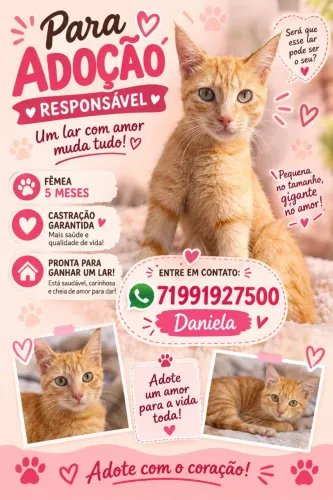 Adoção responsável de gatinha laranja