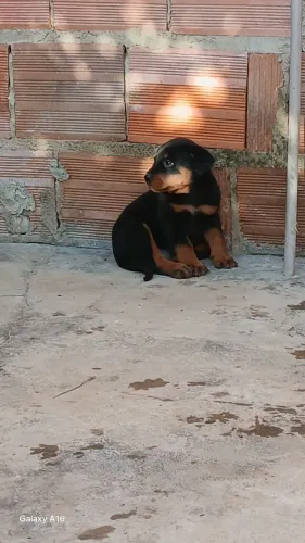 cachorro Rottweiler 