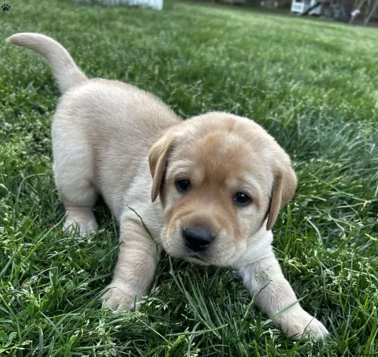 Labrador caramelo | Entrega hoje mesmo 