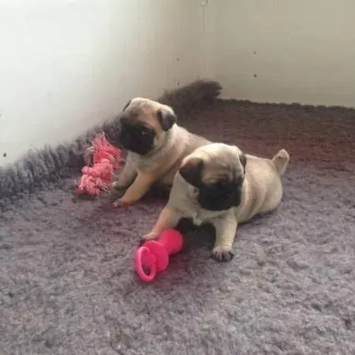 Pug Quem viu primeiro não pensou duas vezes!!