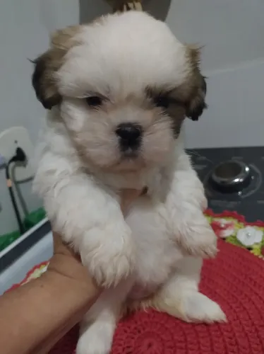 Vendas