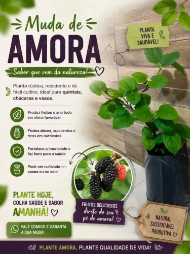 Mudas de Amora