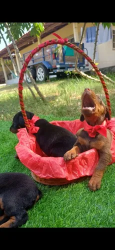 FILHOTES DE DOBERMAN EUROPEU E AMERICANO.