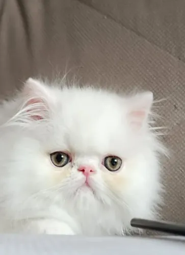Gato Persa Legítimo | Macho e Fêmea | Entrega e Garantia  