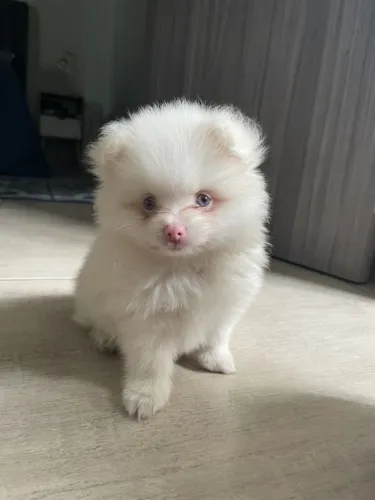 Filhotes De Spitz Alemão - Nada Como Um Filhotinho Para Completar Sua Família!