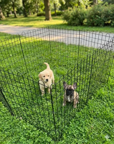 Cercadinho para cachorro