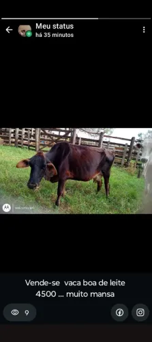 Vende.se 6 vacas leiteiras